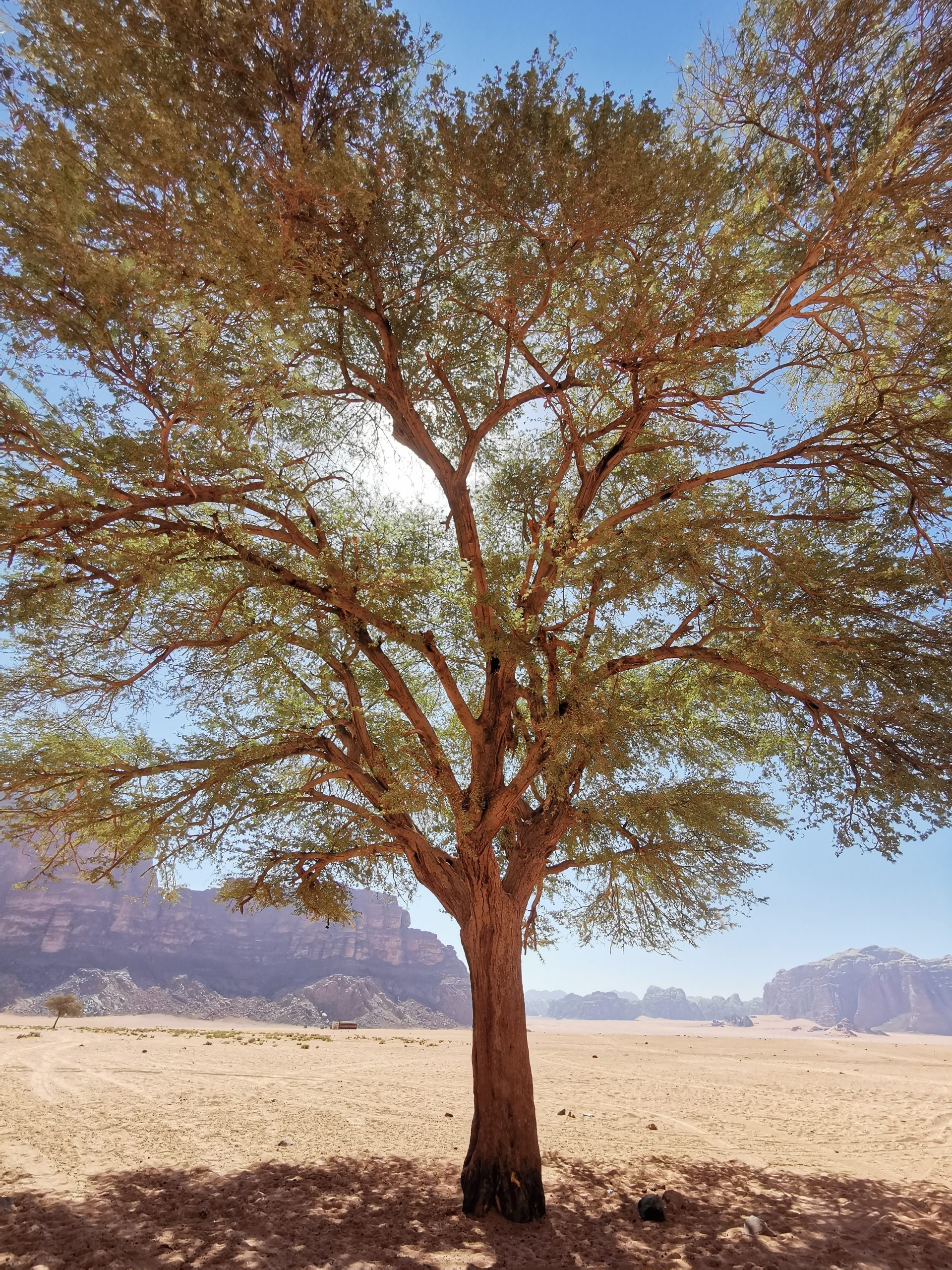 tree in wadi rum desert