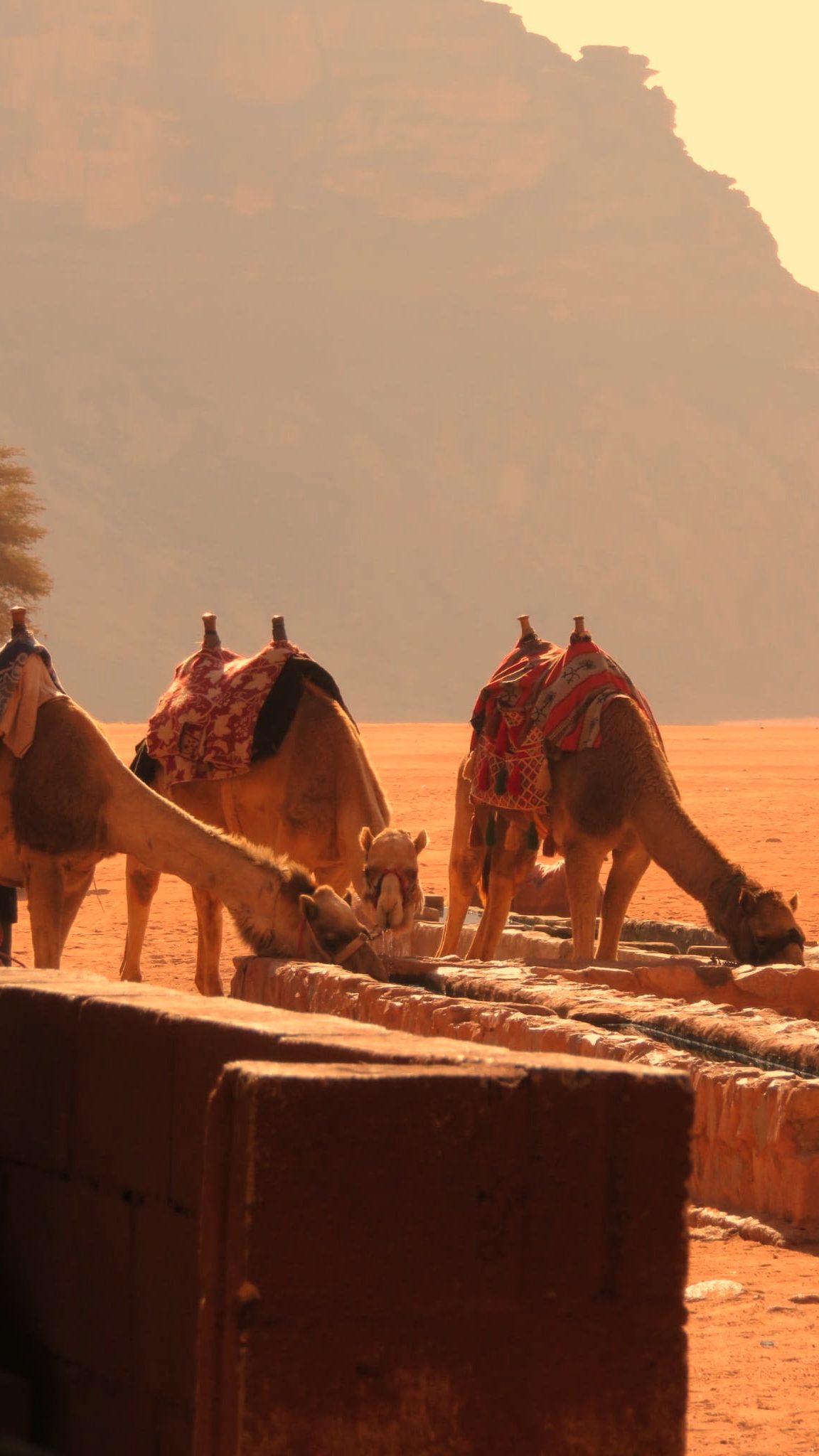 Camels wadi rum